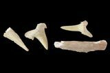 1 LB Partial Fossil Shark Teeth - 1,000+ pieces - Photo 4